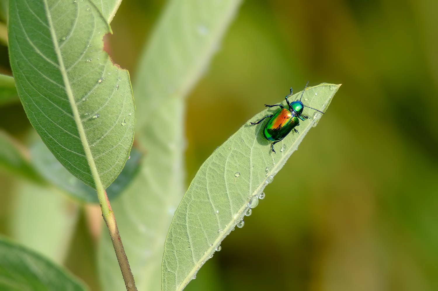 Dogbane Leaf Beetle (Crhysochus auratus