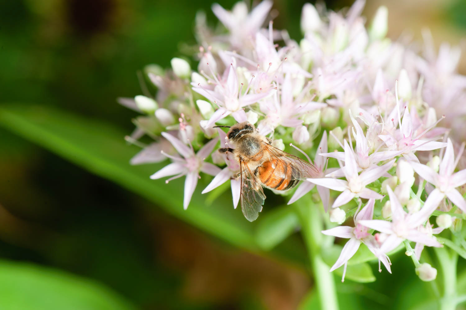 Western Honetbee (Apis meliffera)