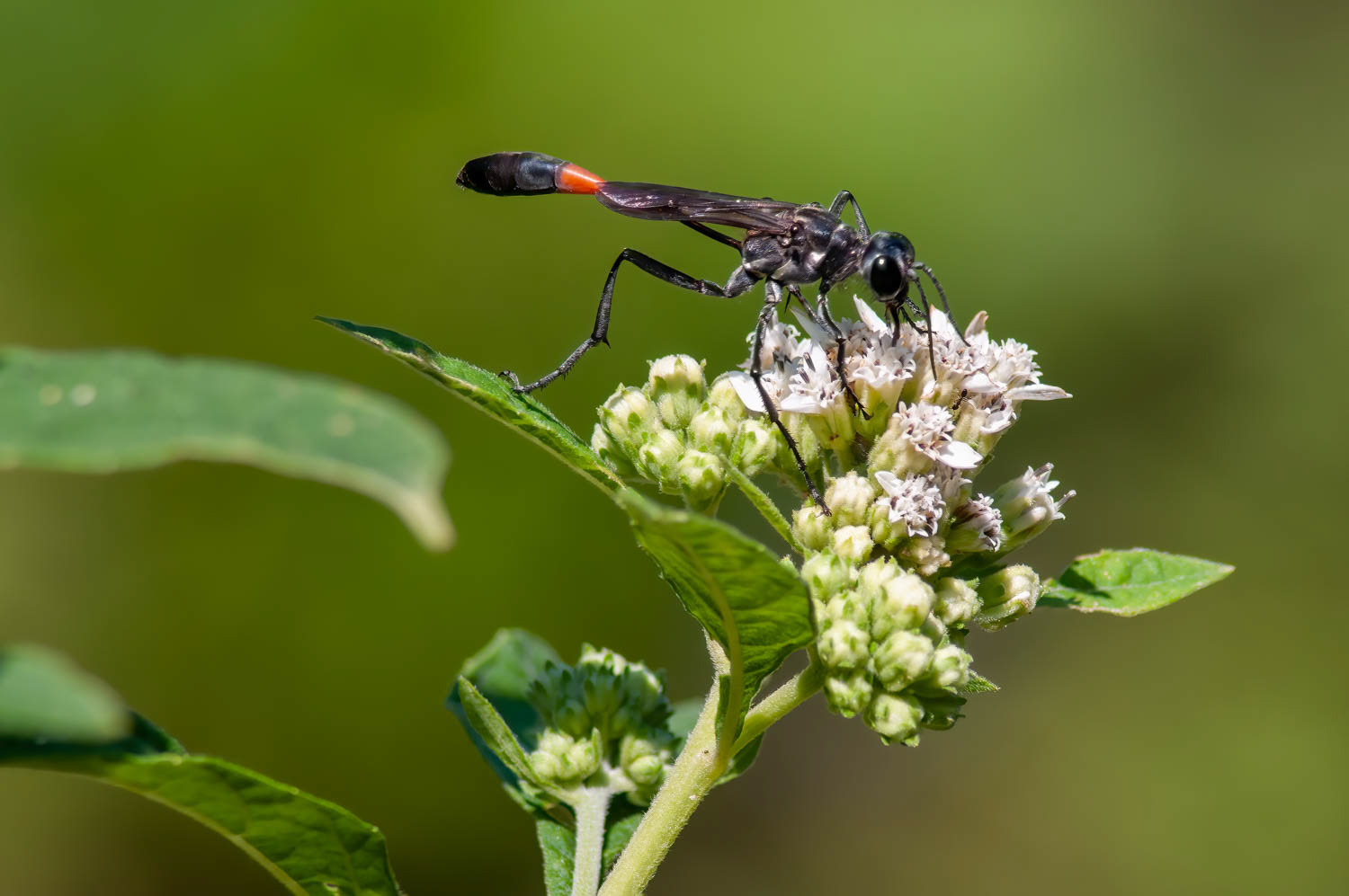 Aztec Thread-waistd Wasp (Ammophila pubescens)
