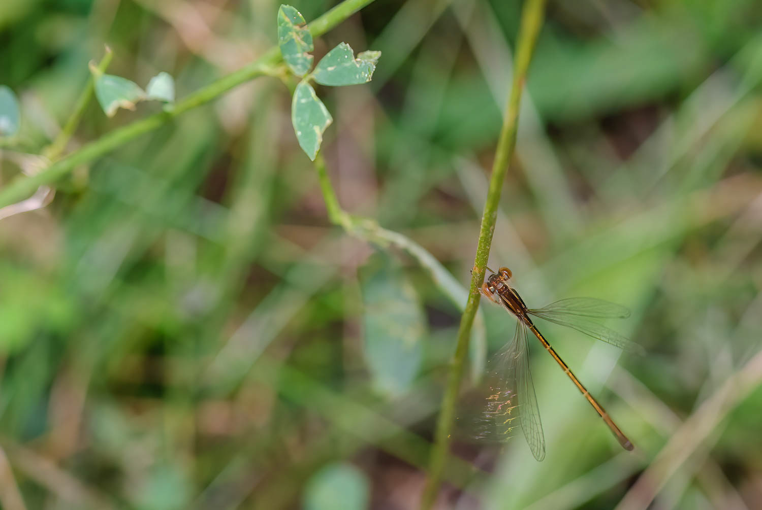 Plateau Spreadwing (Lestes alacer)