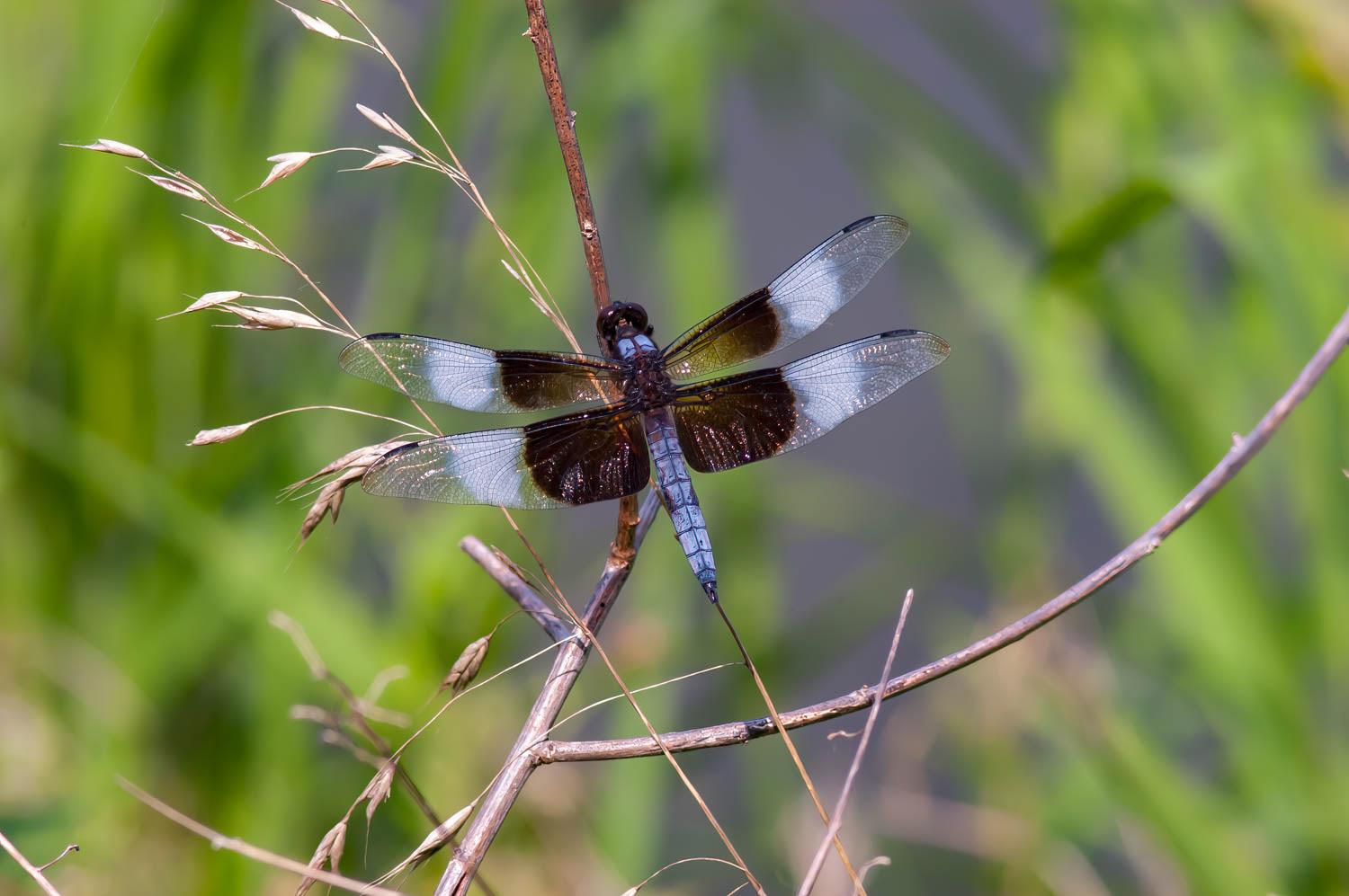 Widow Skimmer (Libellula luctuosa) Male