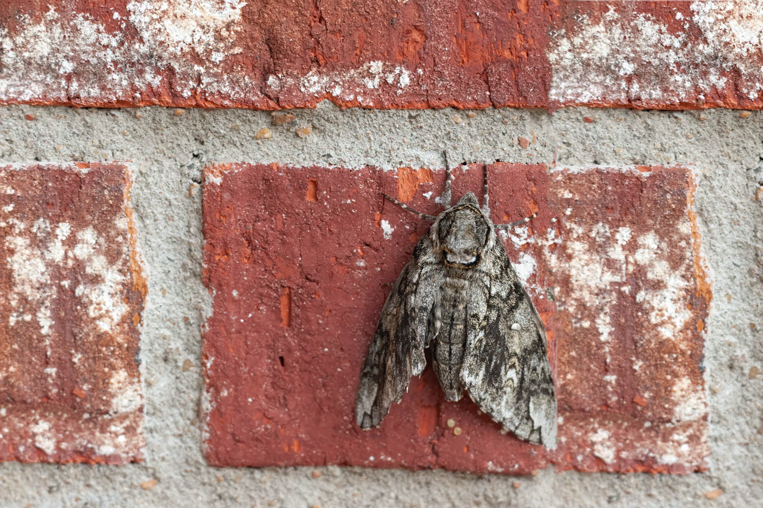 Waved Sphinx Moth (Ceratomia undulosa)