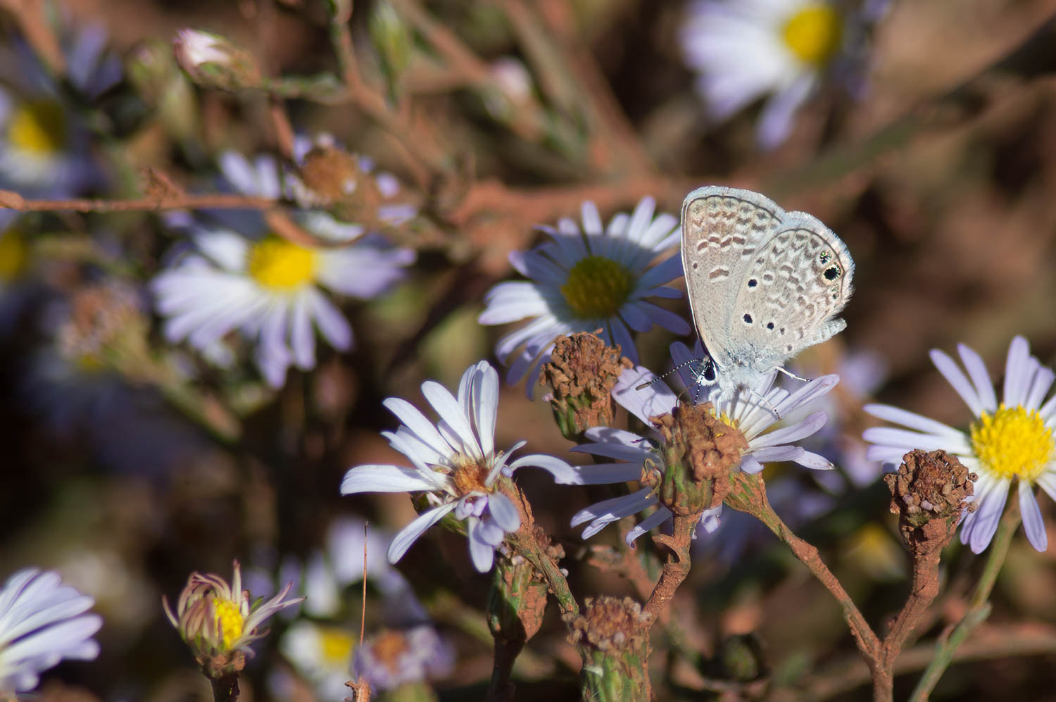 Reakirt's Blue (Echinargus isola)