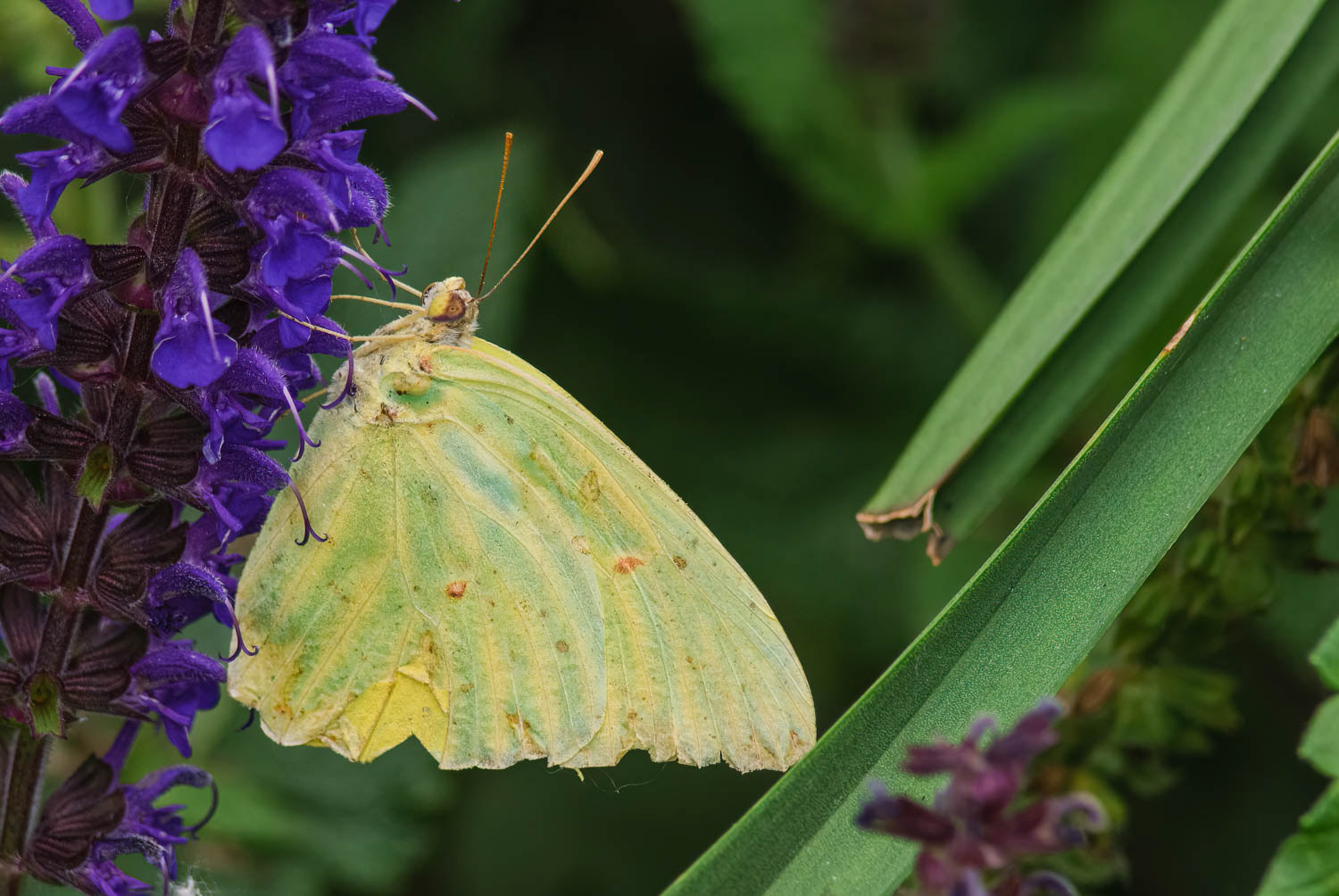 Cloudless Sulphur (Phoebis sennae)