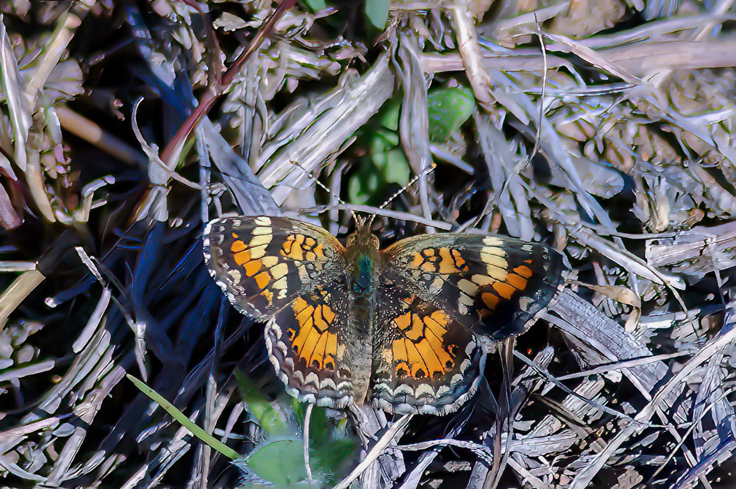 Phaon Crescent (Phyciodes phaon)