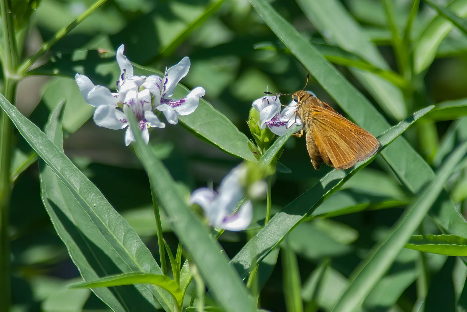 Arogos Skipper (Atrytone arogos)