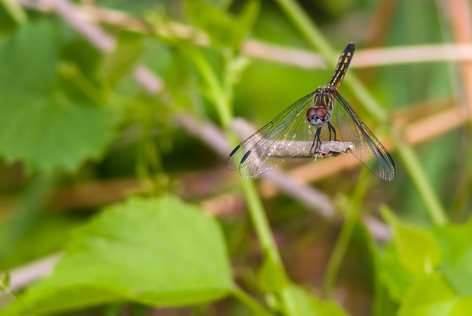 Blue Dasher (Pachydiplax longipennis) Female
