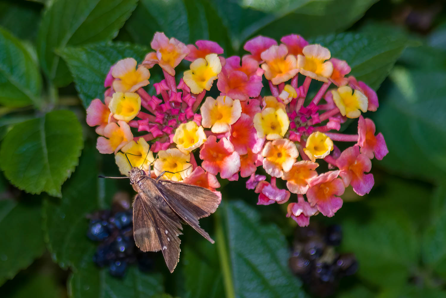 Eufala Skipper (Lerodea eufala)