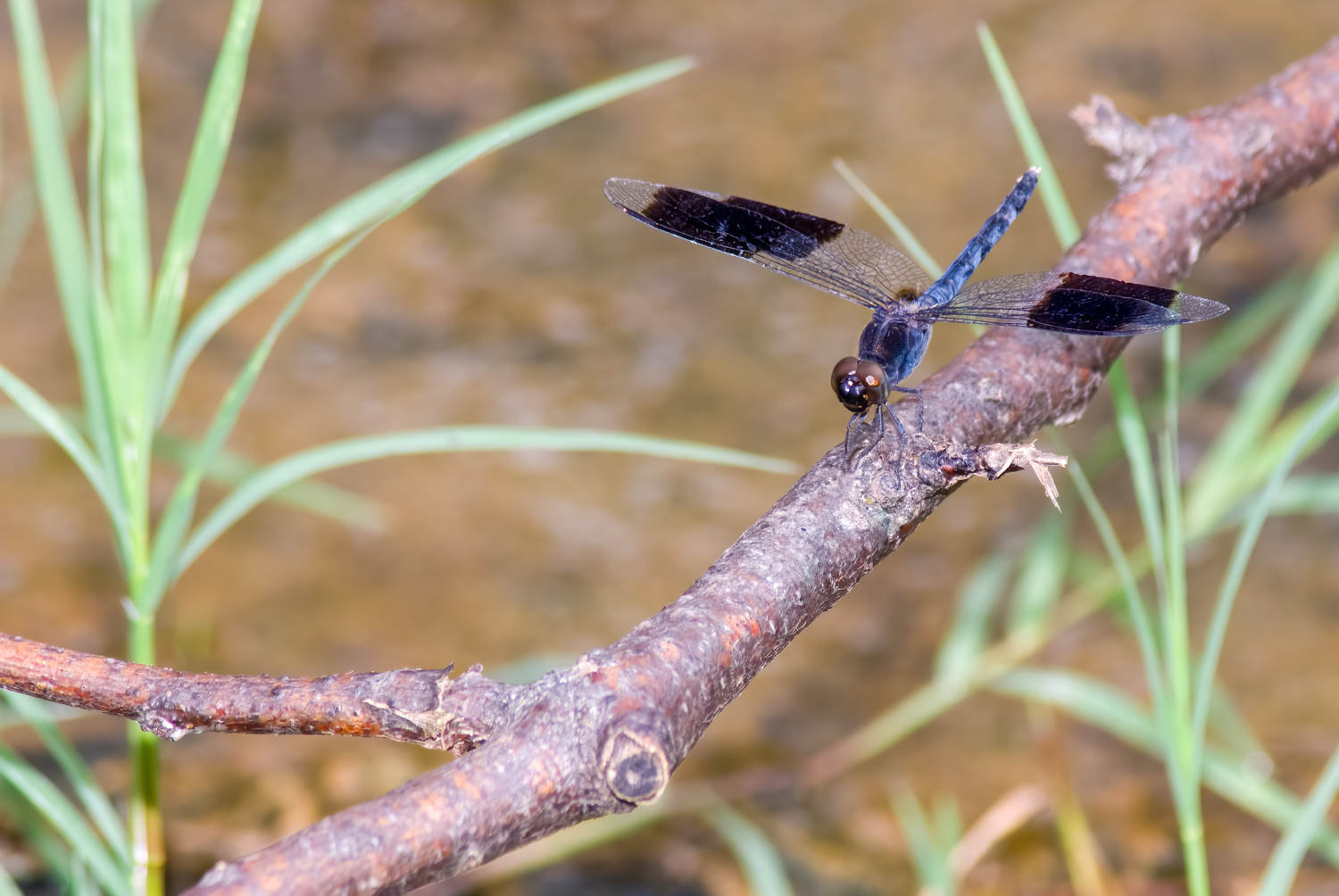 Band-winged Dragonlet (Erythrodiplax umbrata)