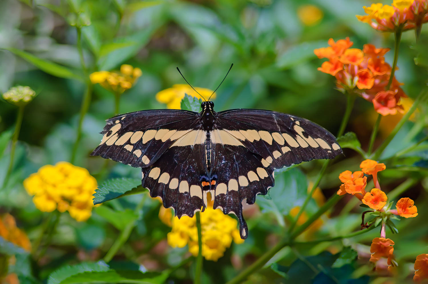 Giant Swallowtail (Heraclides cresphontes)