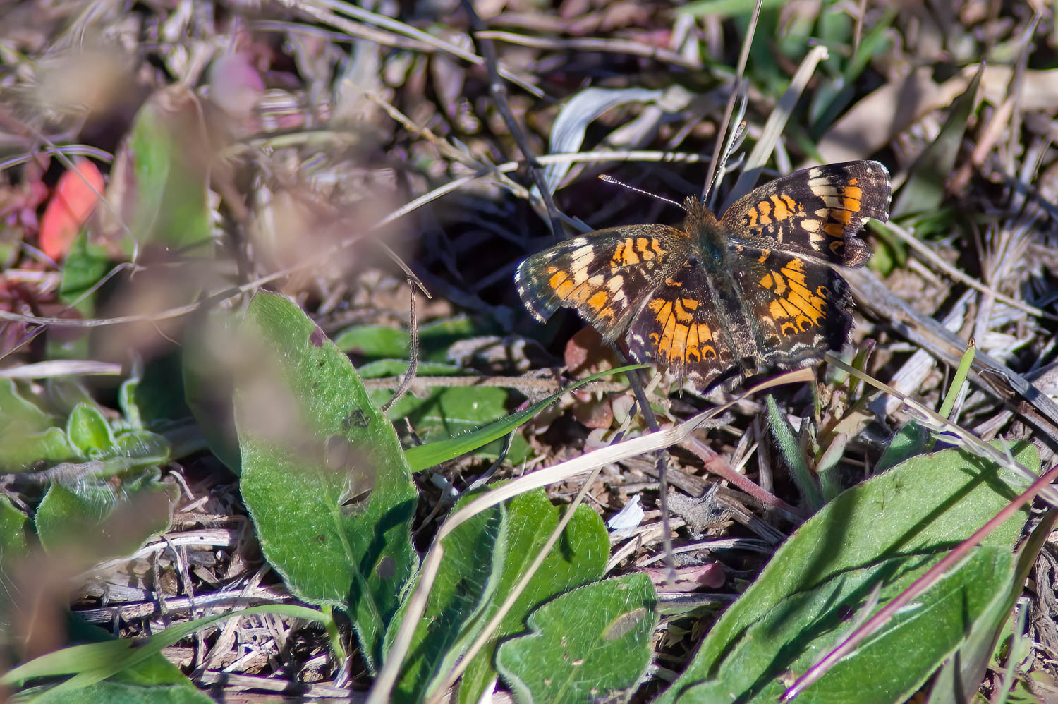 Phaon Crescent (Phyciodes phaon)