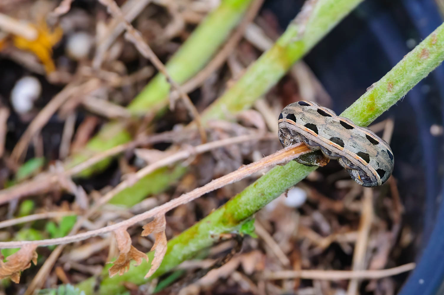 Southern Arny Worn ( Spodoptera eridania)