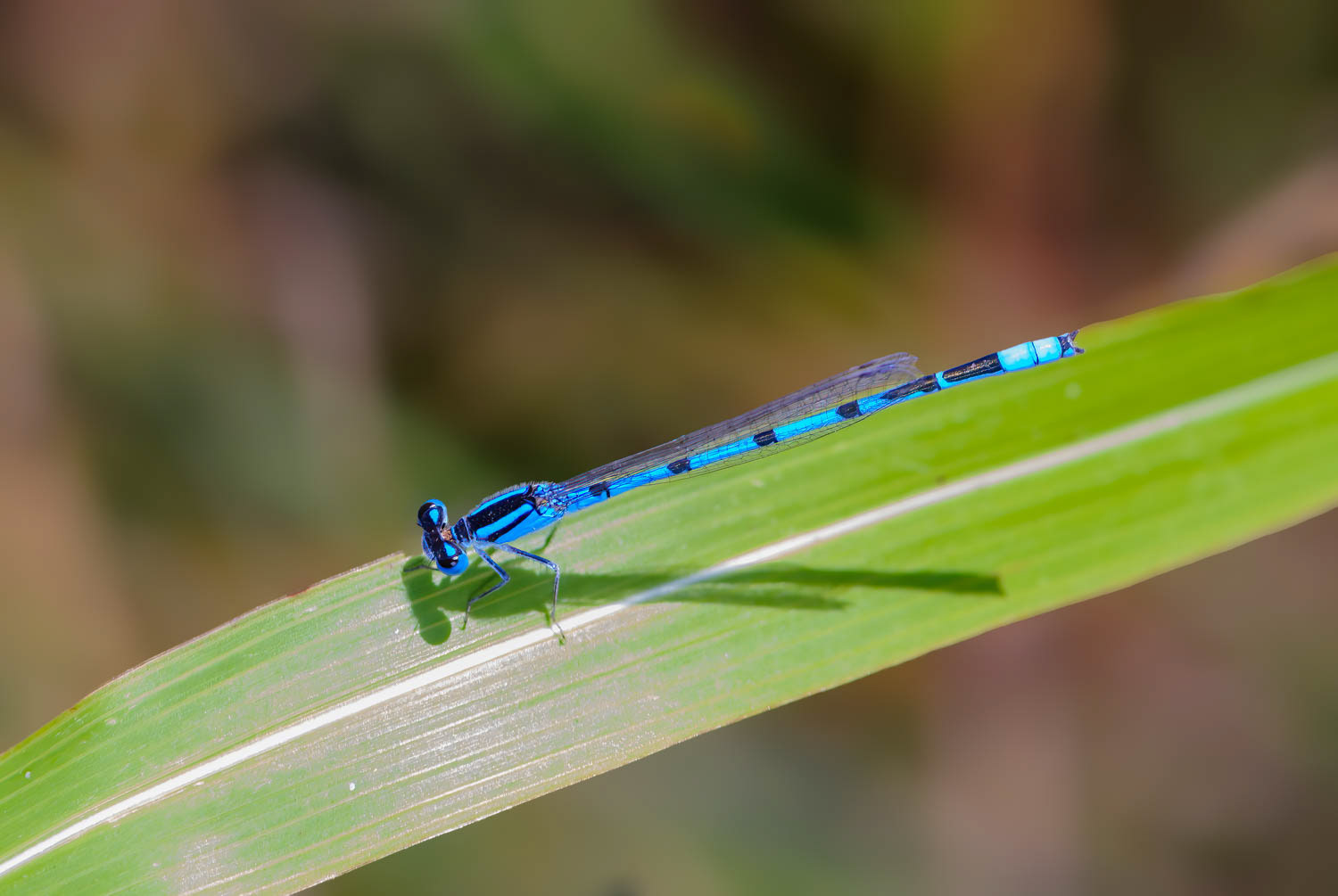 Familiar Bluet (Enallagma civile) Male