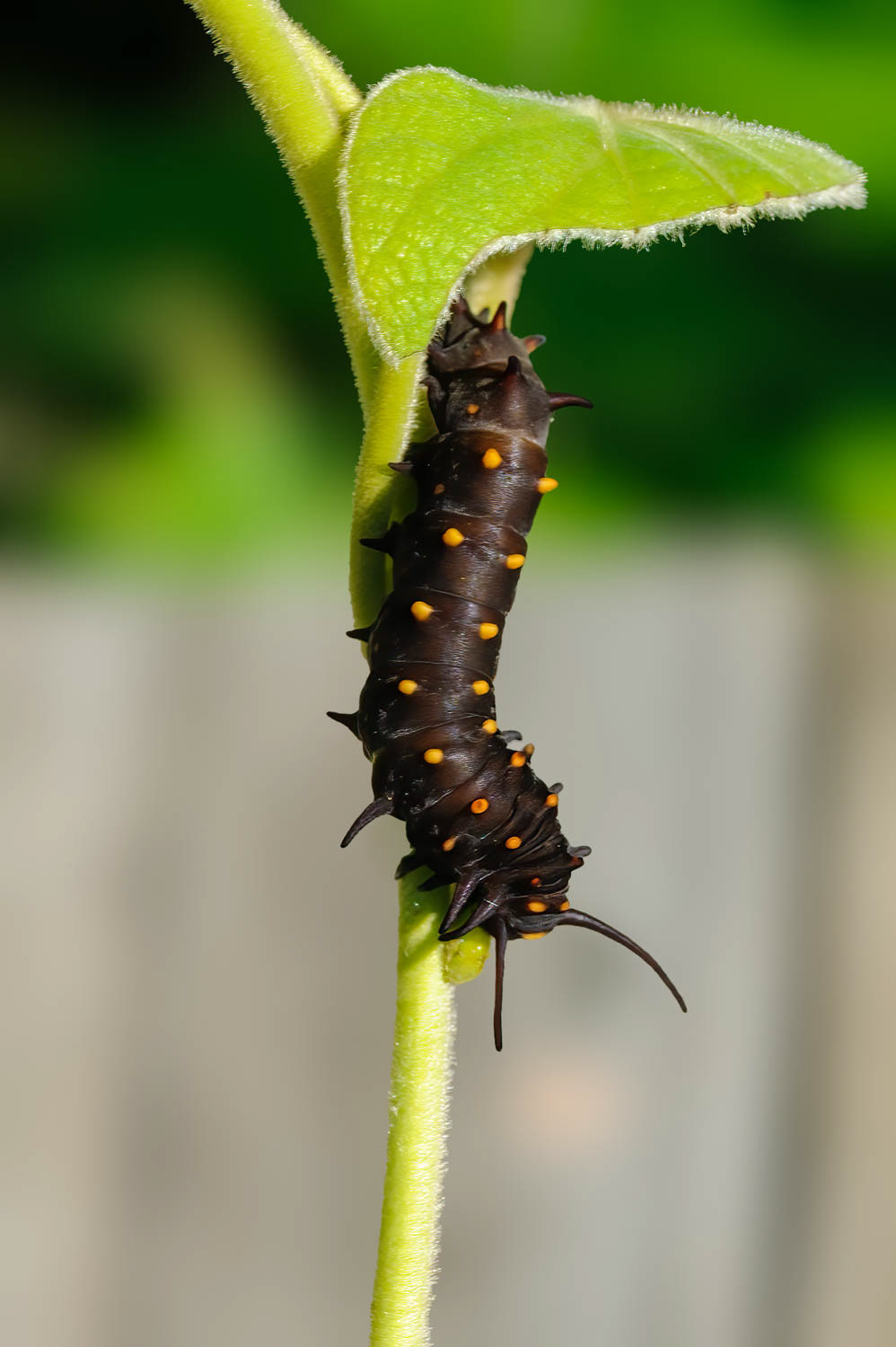 Pipevine Swallowtail Caterpillar (Battus philenor)