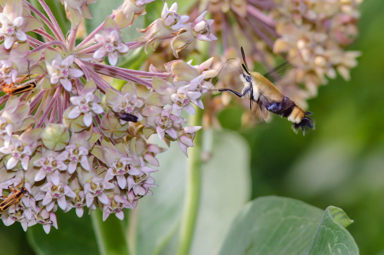 Snowberry Clearwing Moth (Hemaris diffinis)
