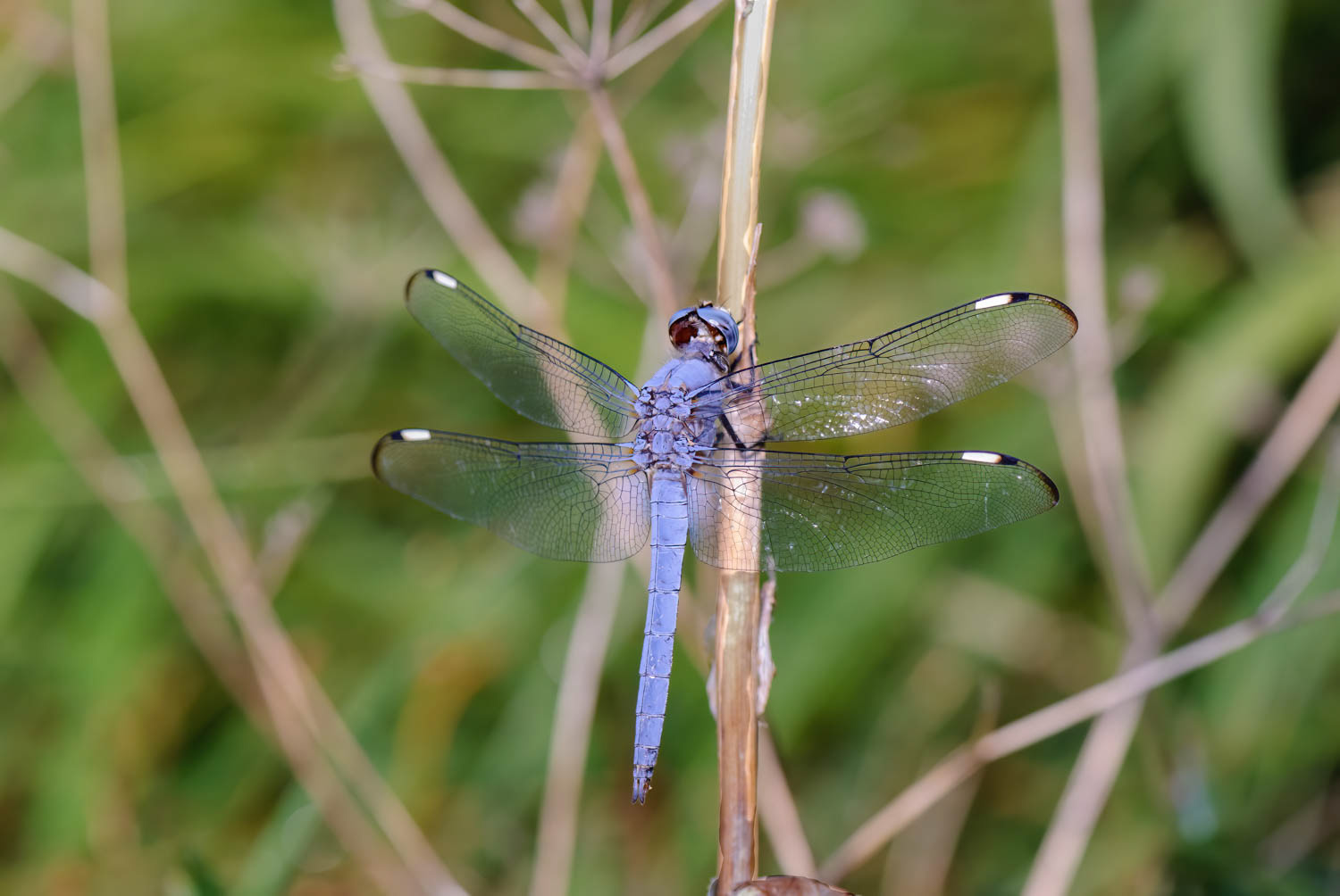 Comanche Skimmer (Libellula comanche) Male