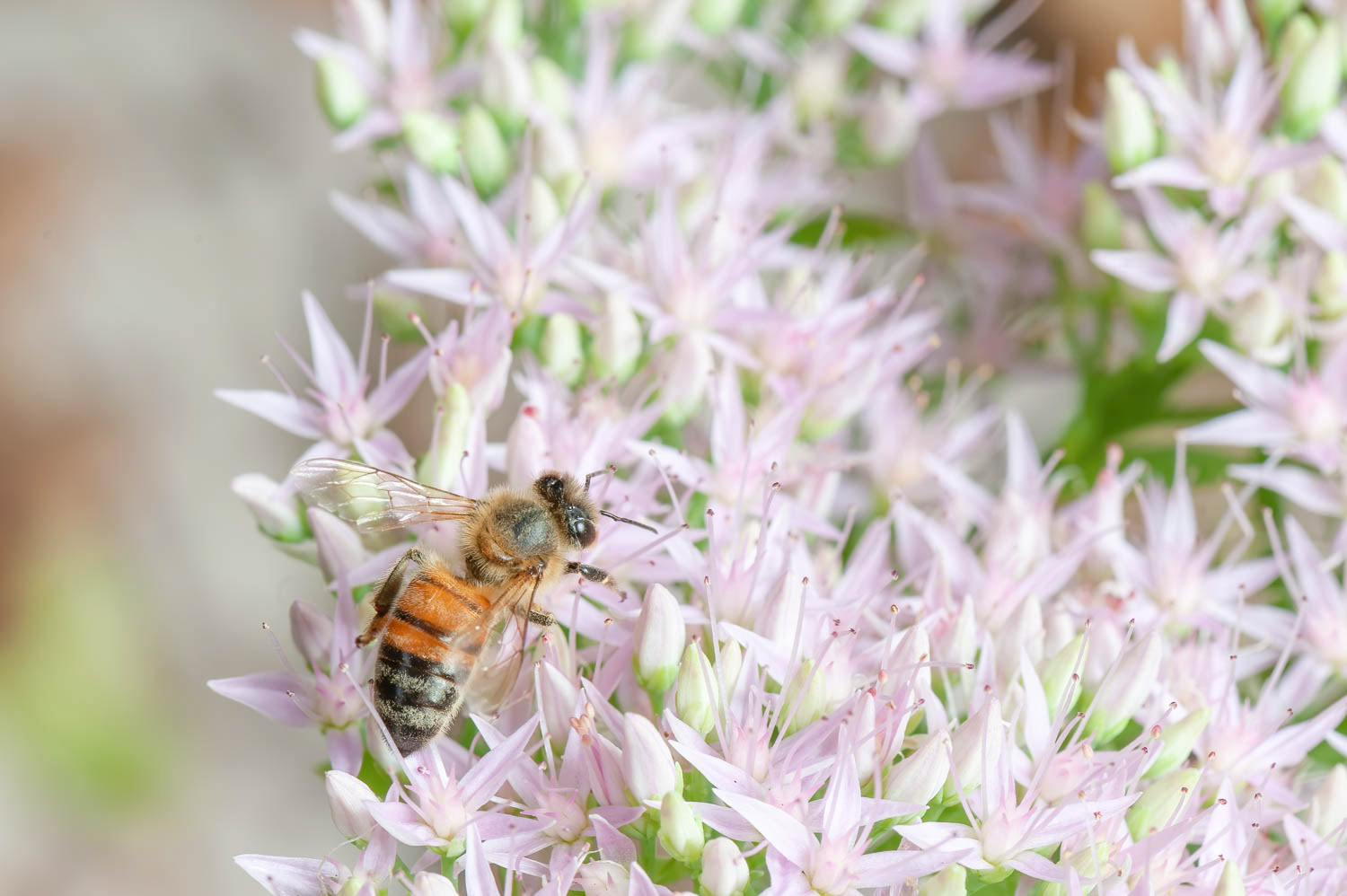 Western Honetbee (Apis meliffera)