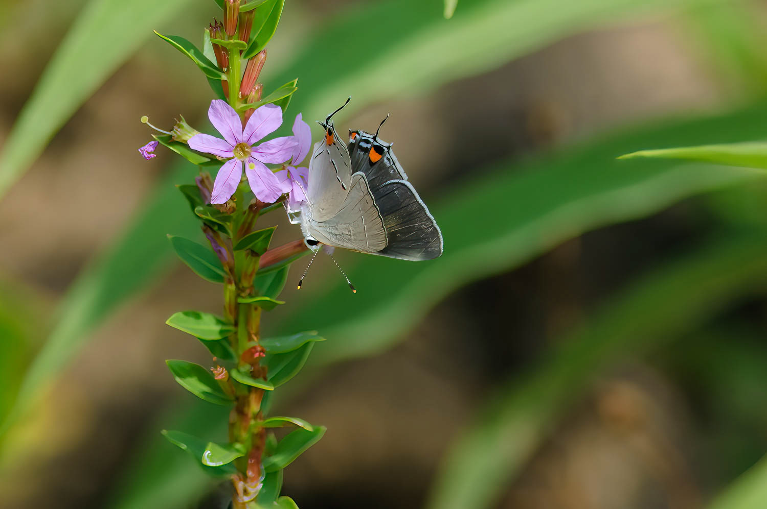 Gray Hairstreak (Strymon melinus)