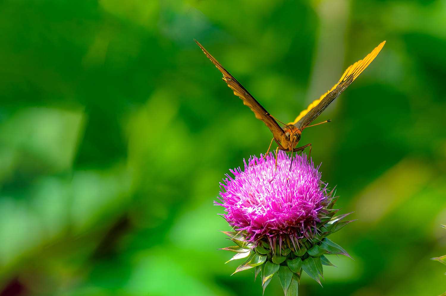 Diana Fritillary (Speyeria diana )