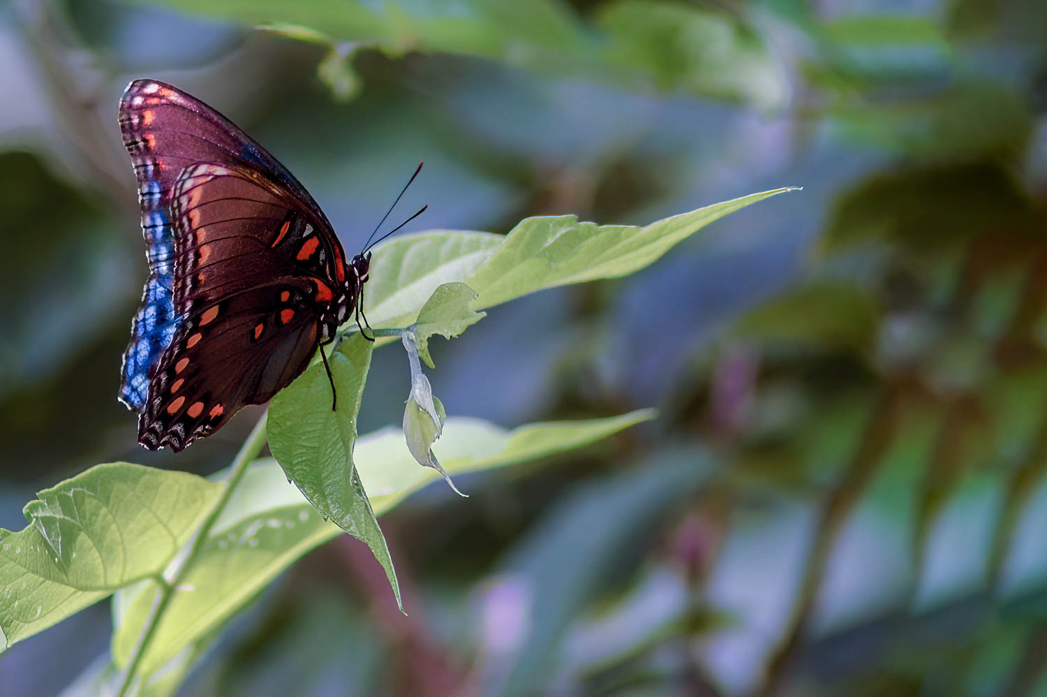 Red-spotted Purple (Limenitis arthemis astyanax)