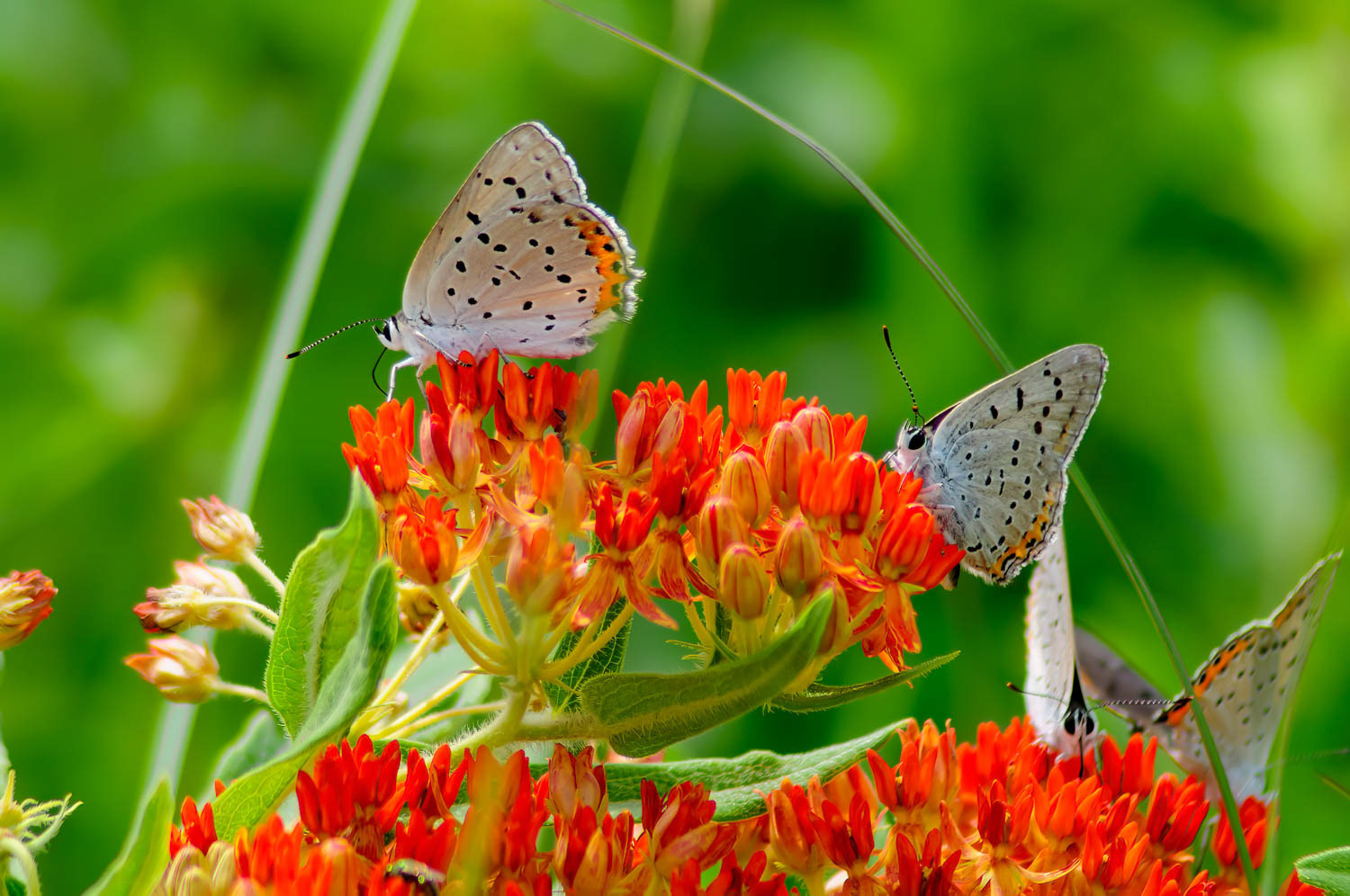 Coral Hairstreak (Satyrium titus)