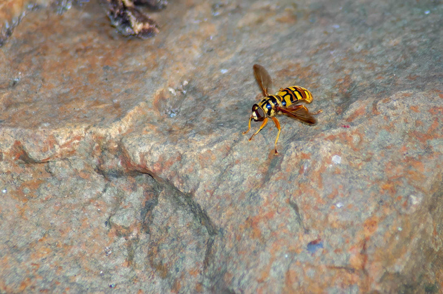 Yellowjacket Fly (Spilomyia longicornis)