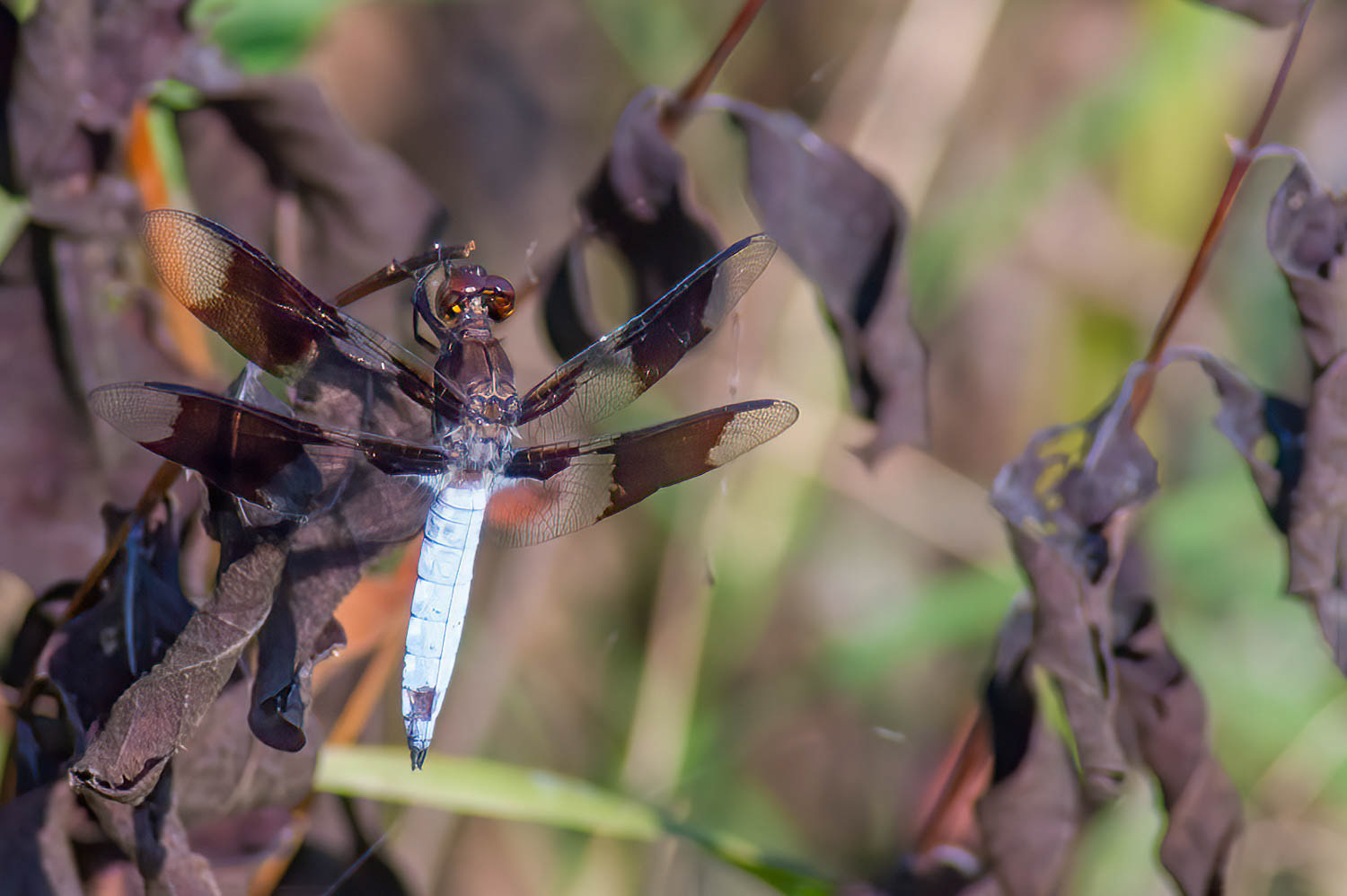 Common Whitetail (Libellula Lydia) Male