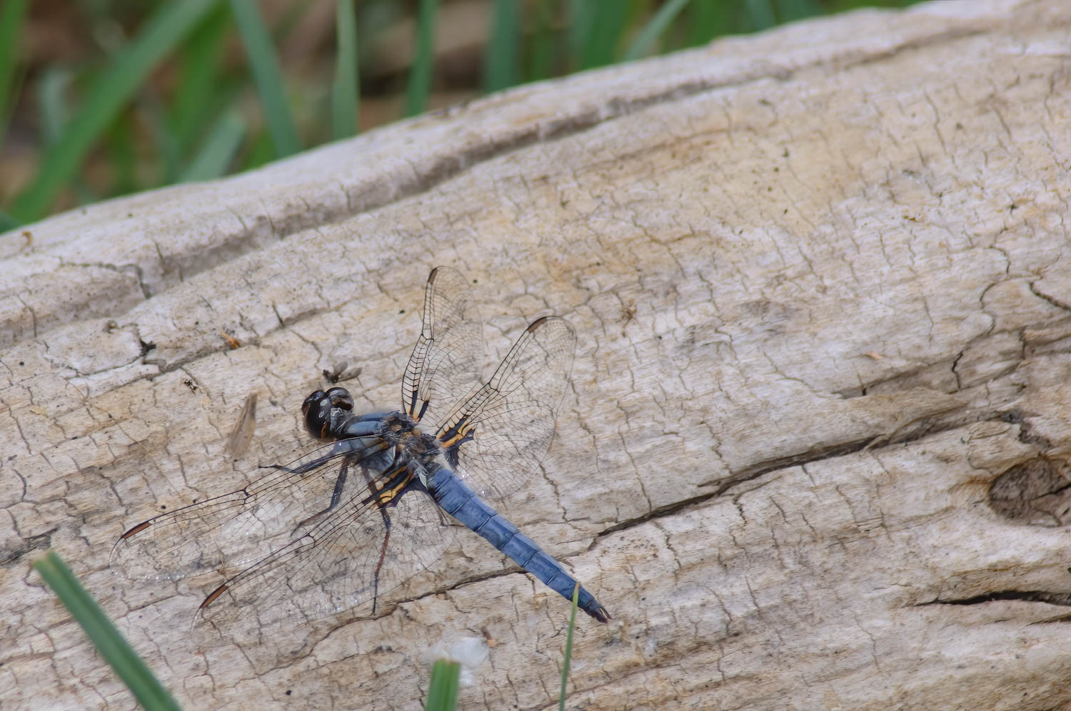 Blue Corporal (Ladona deplanata)