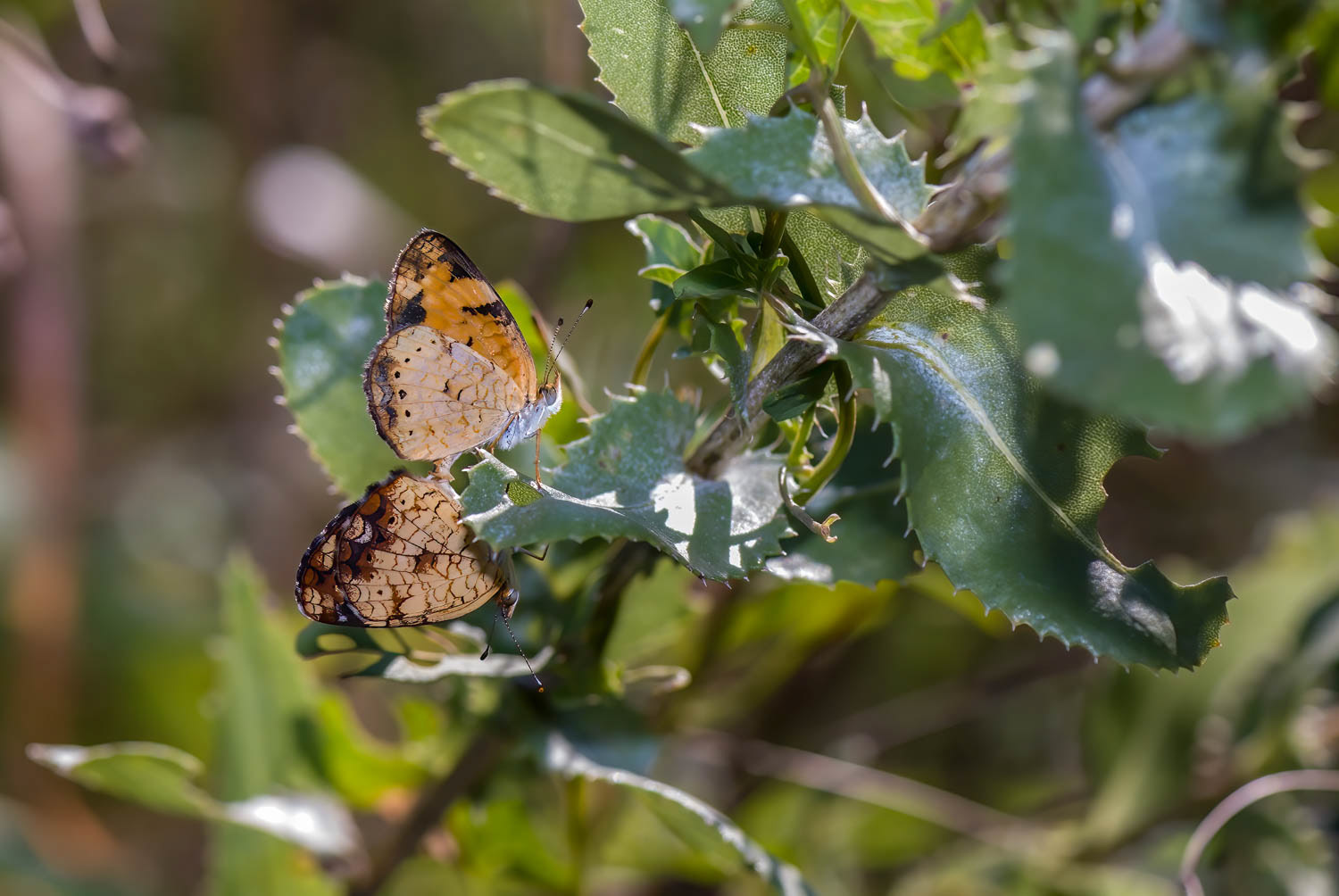 Silvery Checkerspot (Chlosyne nycteis) Breeding Pair
