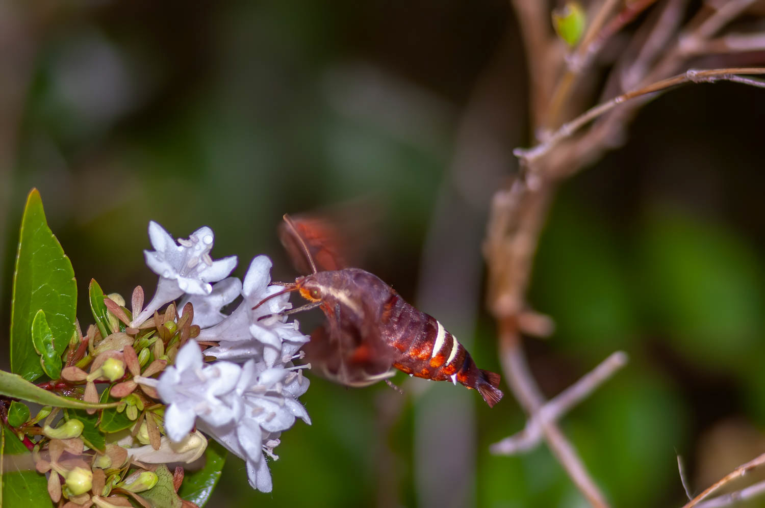 Nessus Sphinx Moth (Amphion floridensis)