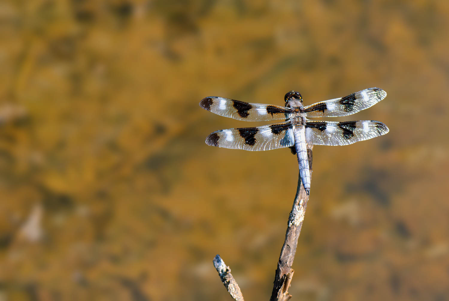Twelve-spotted Skimmer (Libellula pulchella)