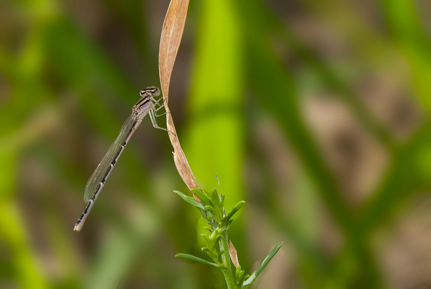 Familiar Bluet (Enallagma civile) Female