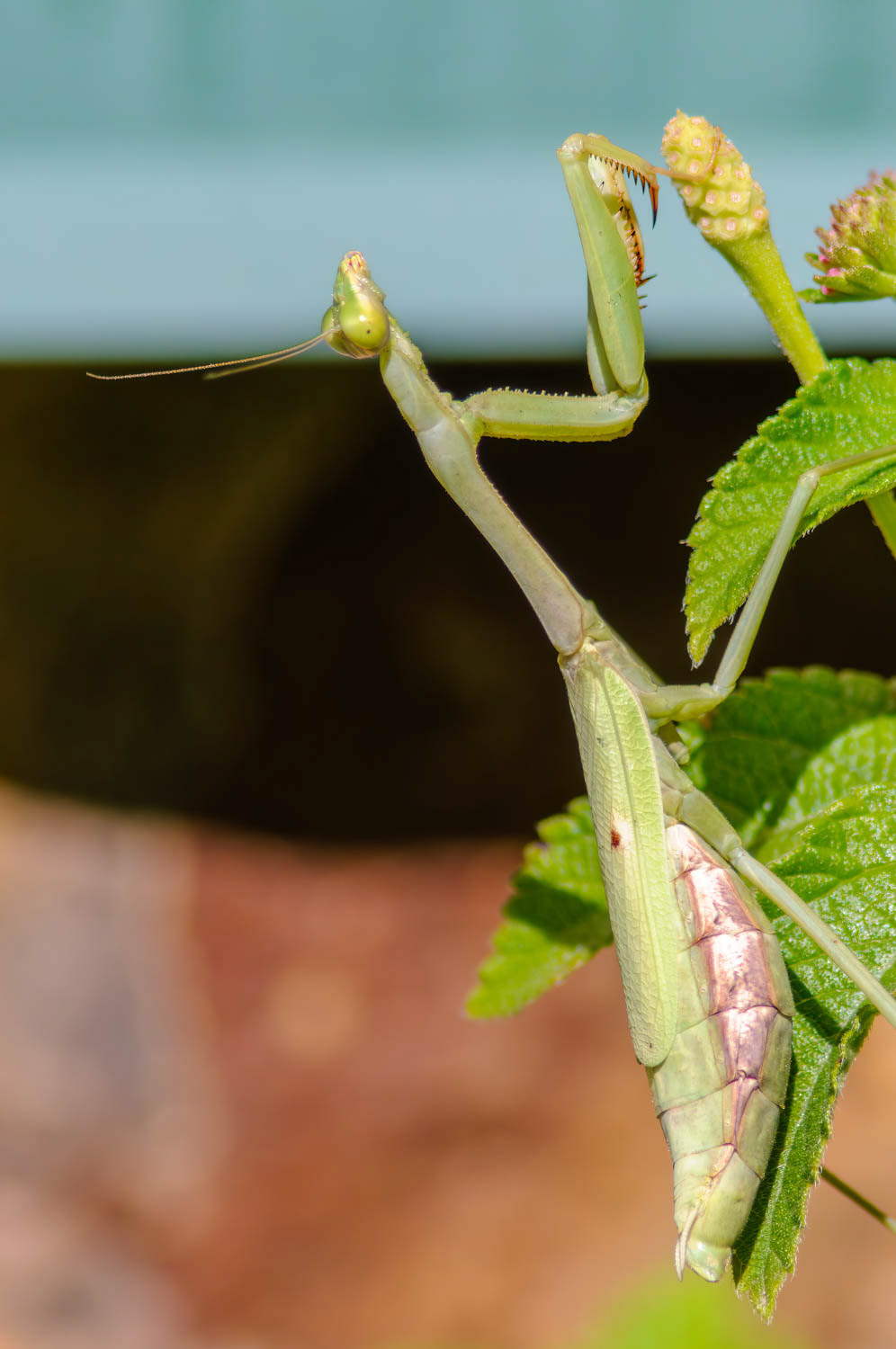 Praying Mantis