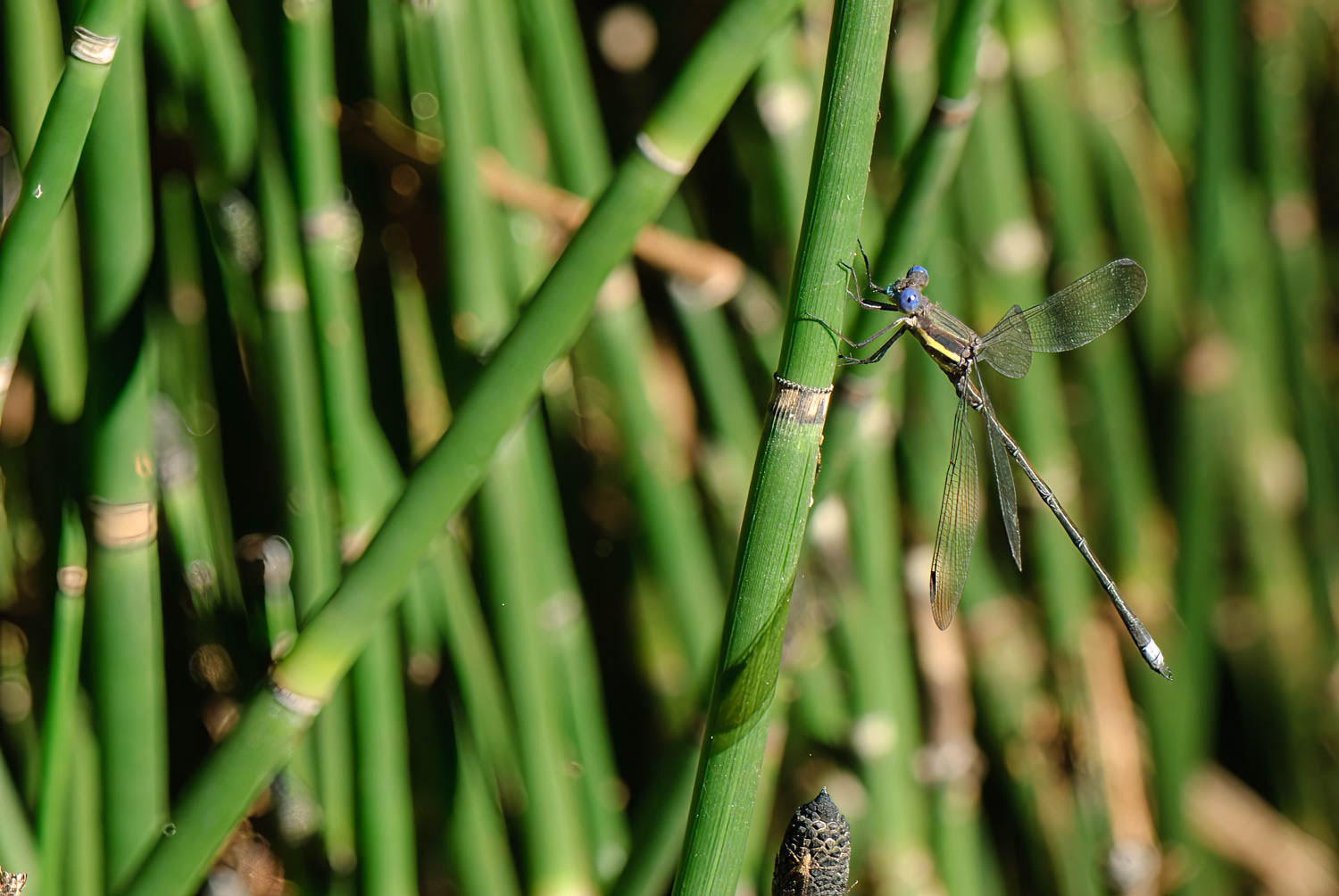 Great Spreadwing (Archilestes grandis)