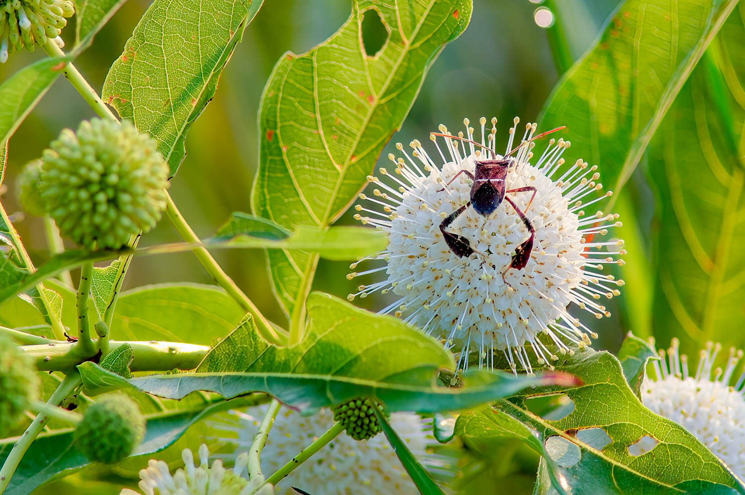 Eastern Leaf-footed Bug (Leptoglossus phyllopus)