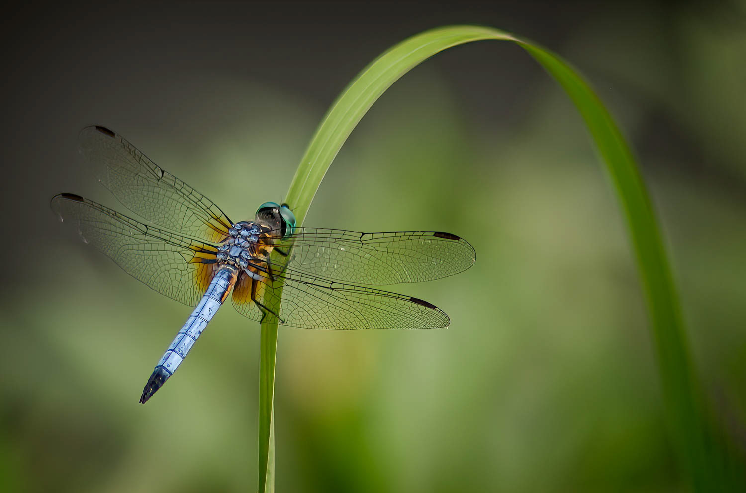 Blue Dasher (Pachydiplax longipennis)