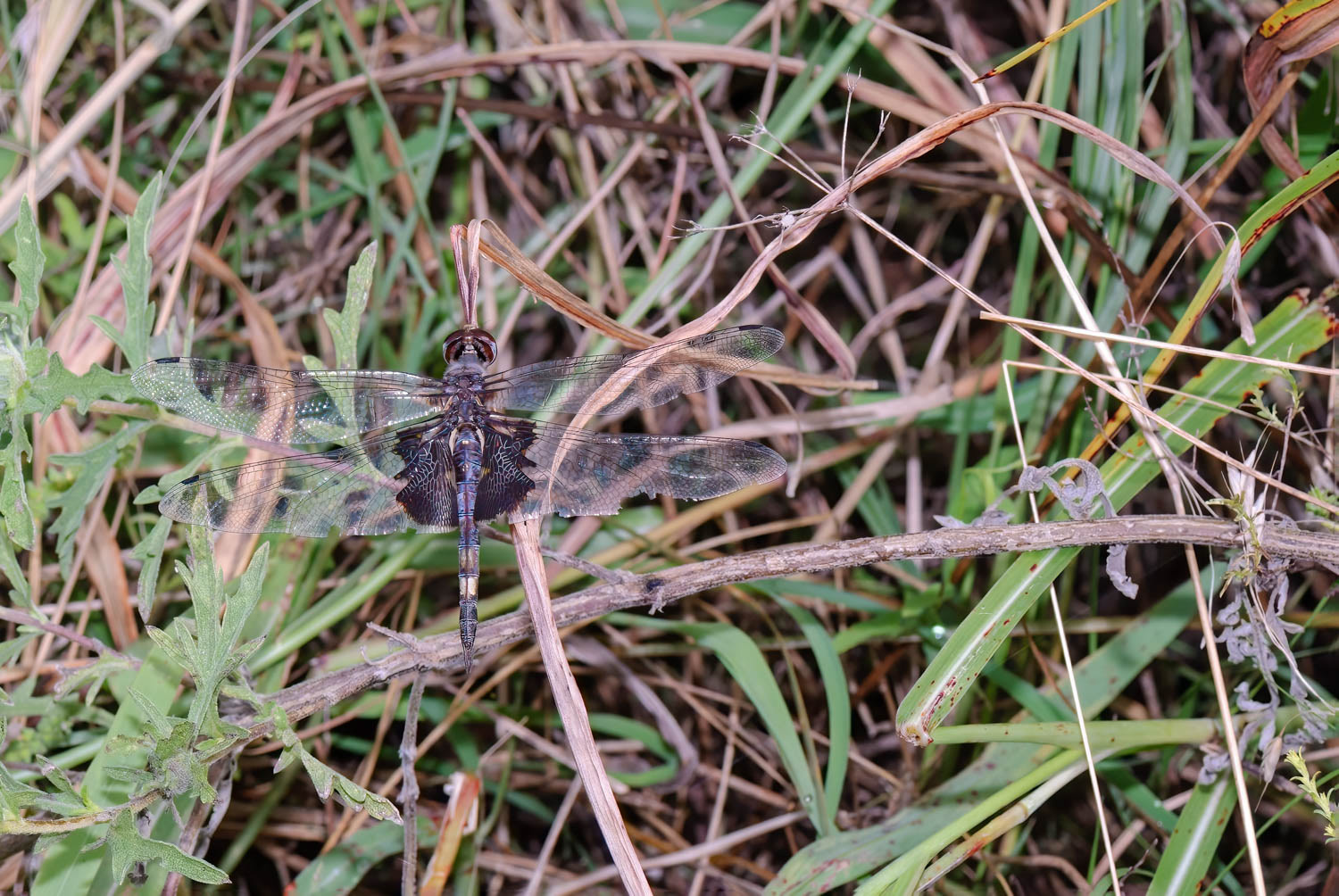 Black Saddlebags (Tramea lacerata)