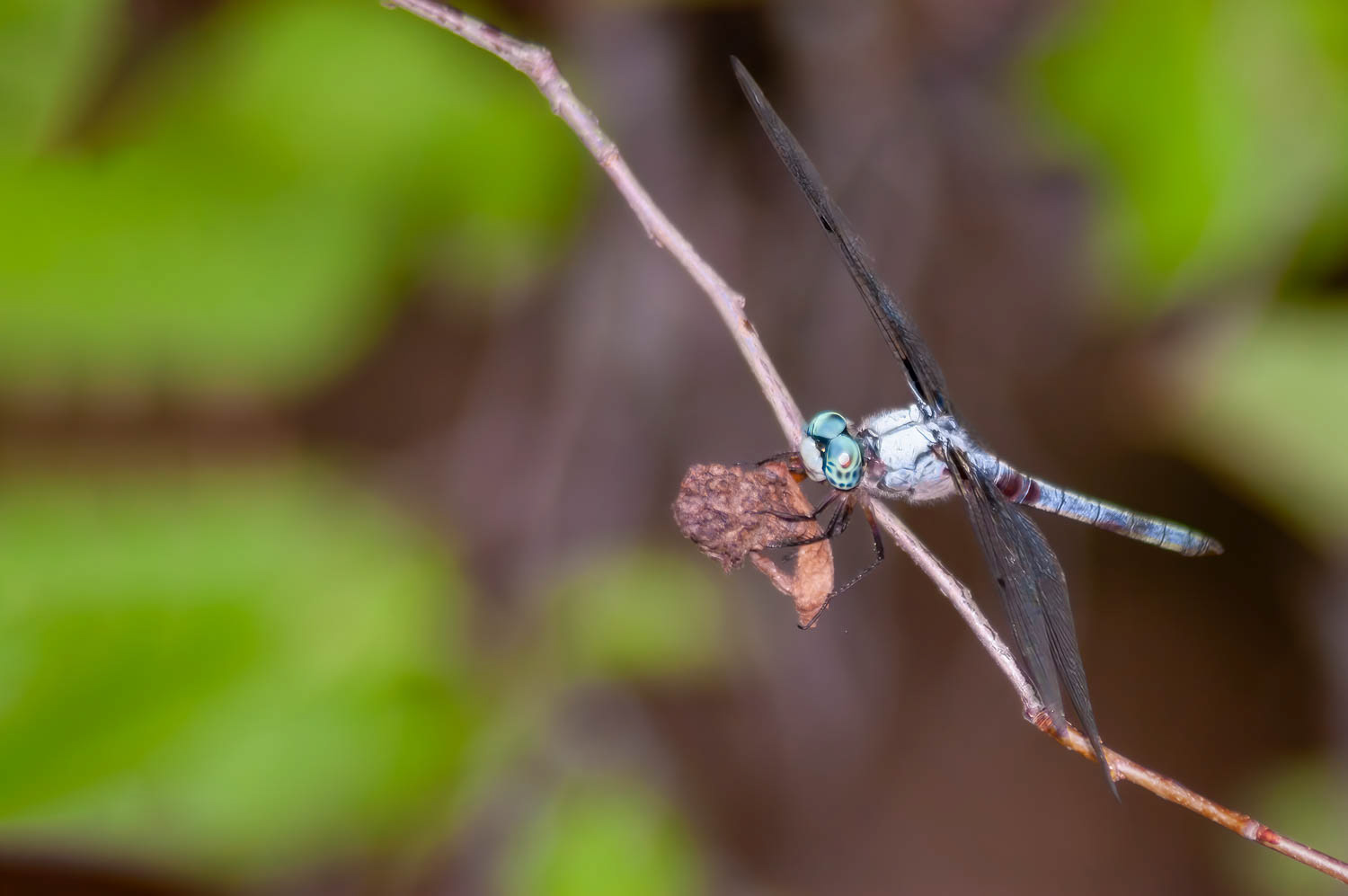 Great Blue Skimmer (Libellula vibrans)