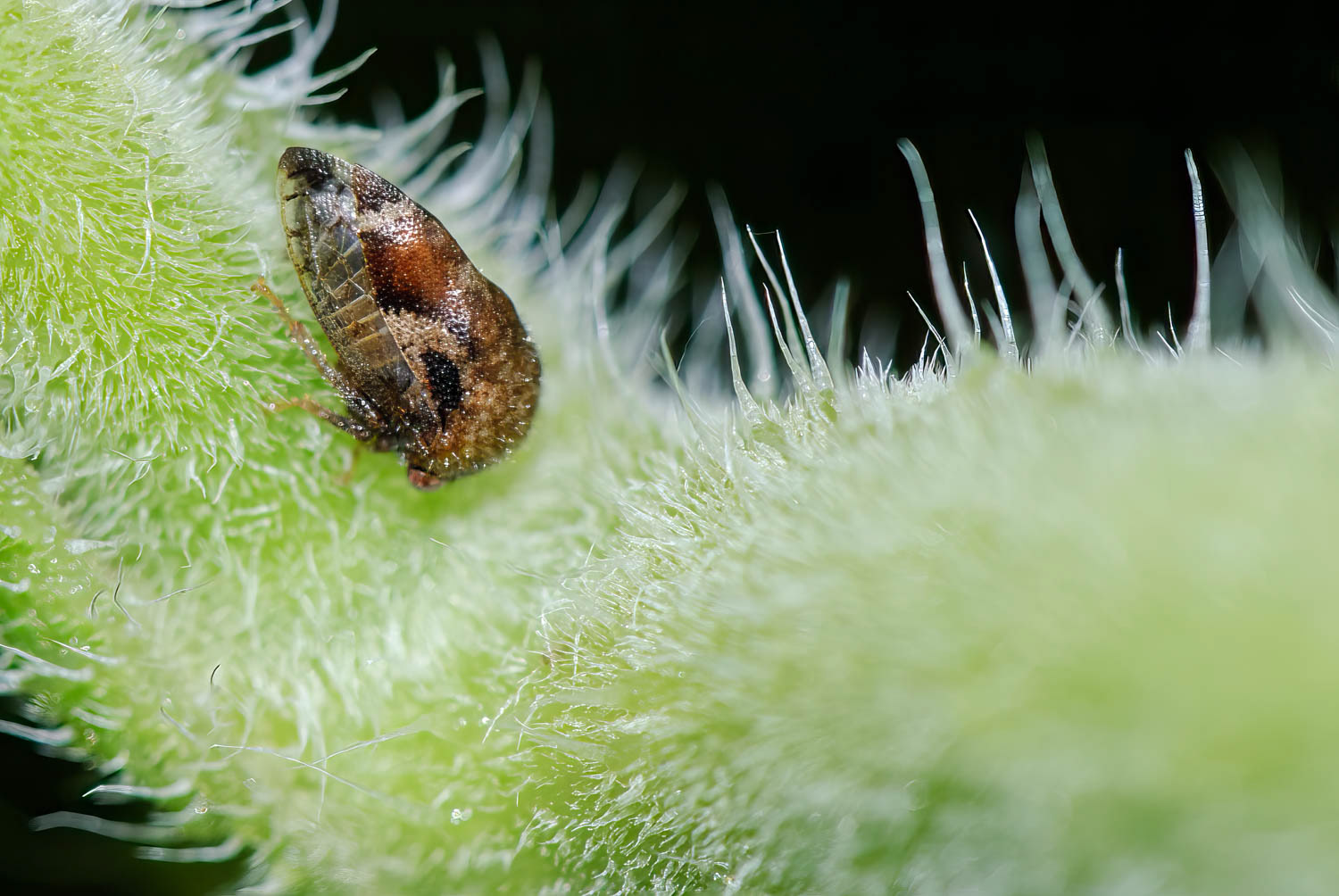 Tree Hopper (Vanduzea sp.)