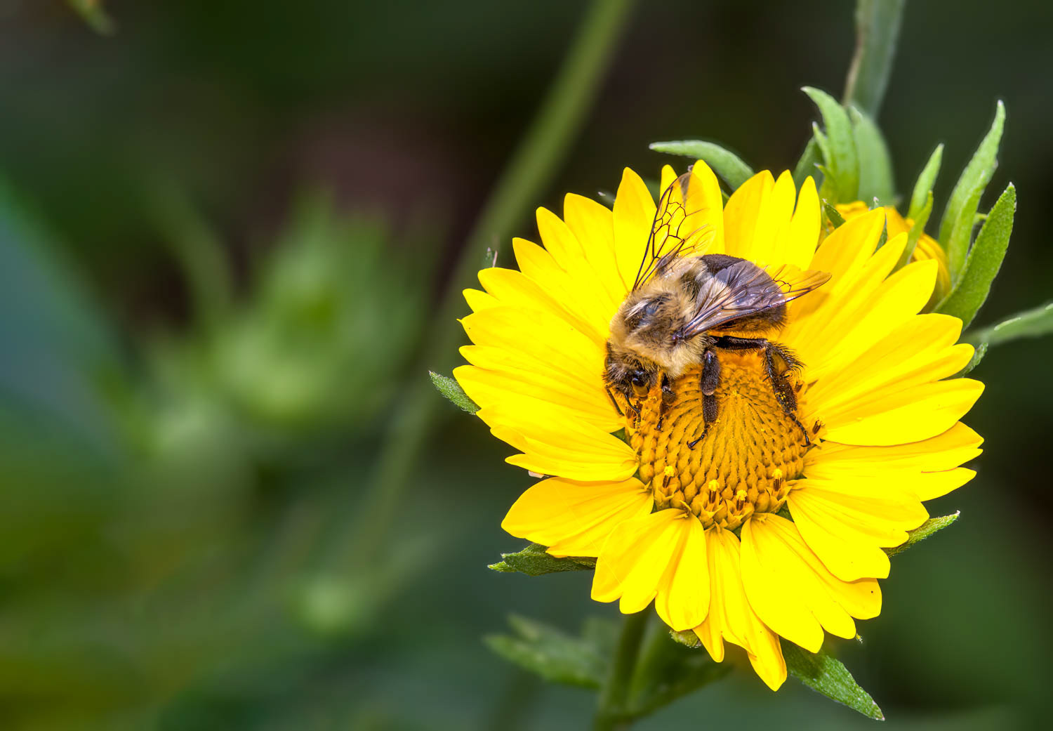 Eastern Carpenter Bee (Xylocopa virginica)