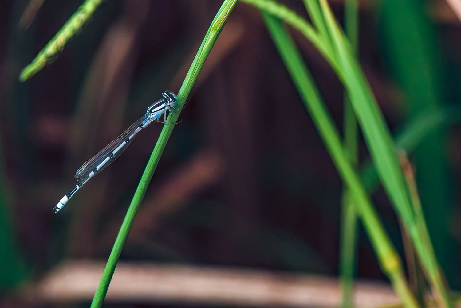Familiar Bluet (Enallagma civile) Male