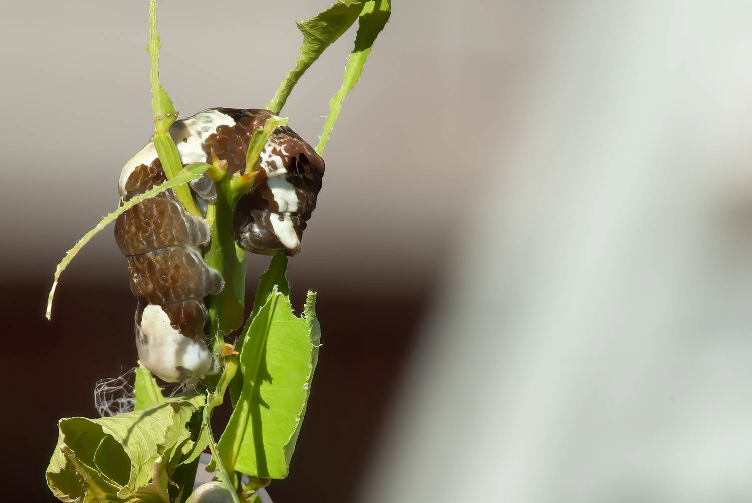 Giant Swallowtail Caterpillar (Papilio cresphontes)