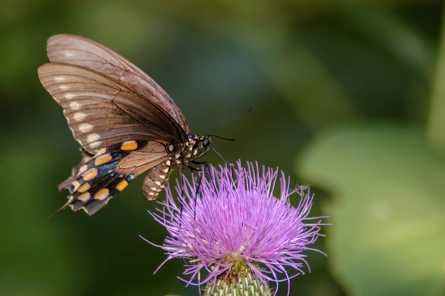 Pipevine Swallowtail Battus philenor)