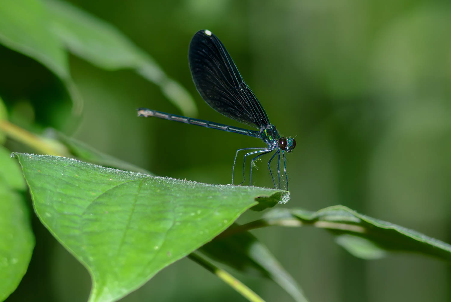 Ebony Jewelwing (Calopteryx maculata) Female