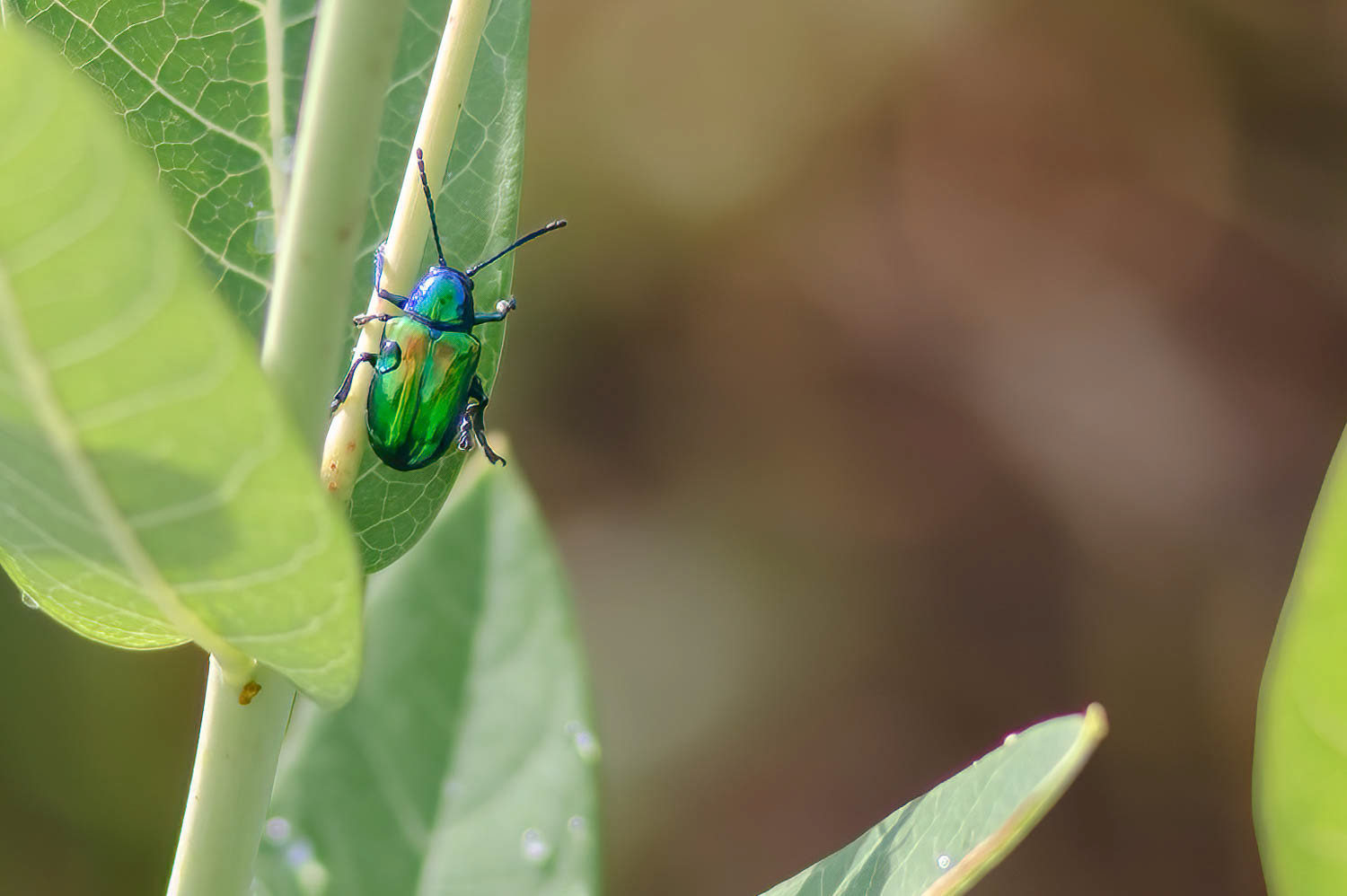 Dogbane Leaf Beetle (Crhysochus auratus