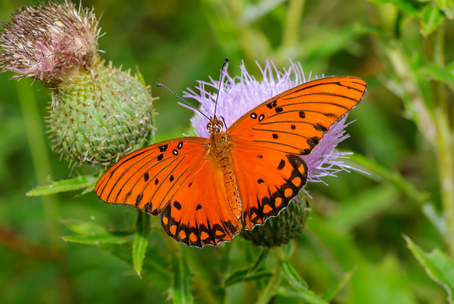 Gulf Fritillary (Agraulis vanillae)