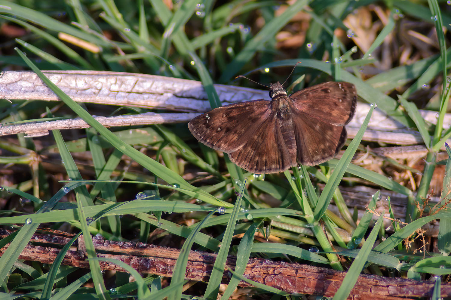 Common Sootywing (Pholisora catullus)