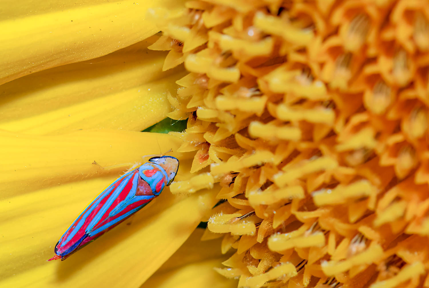 Red-banded Leafhopper (Graphocephala coccinea)