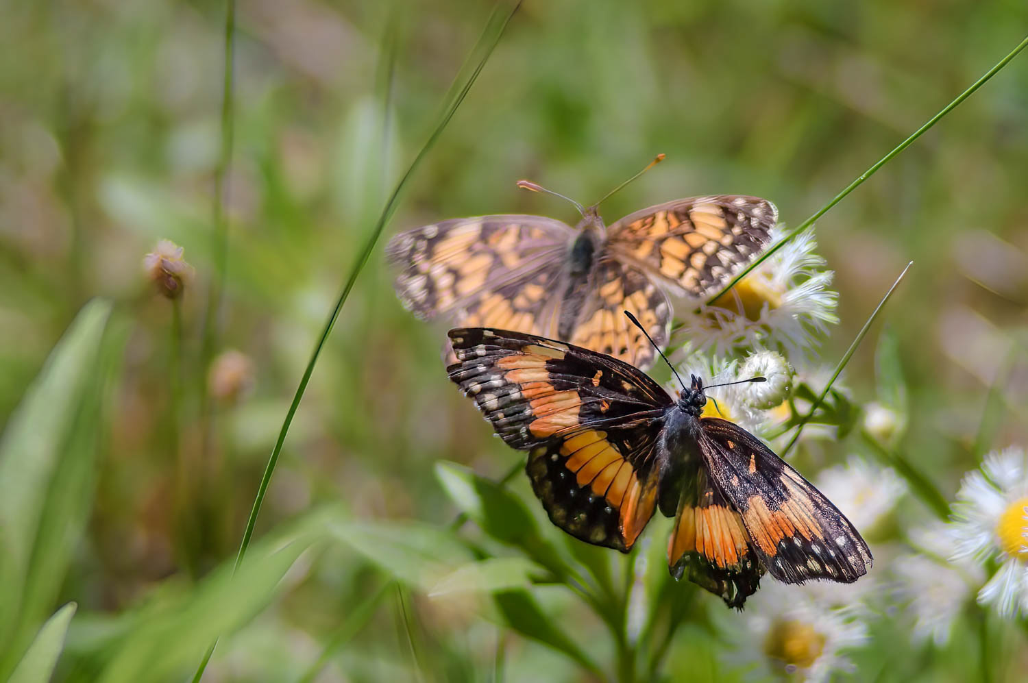 Bordered Patch (Chlosyne lacinia)