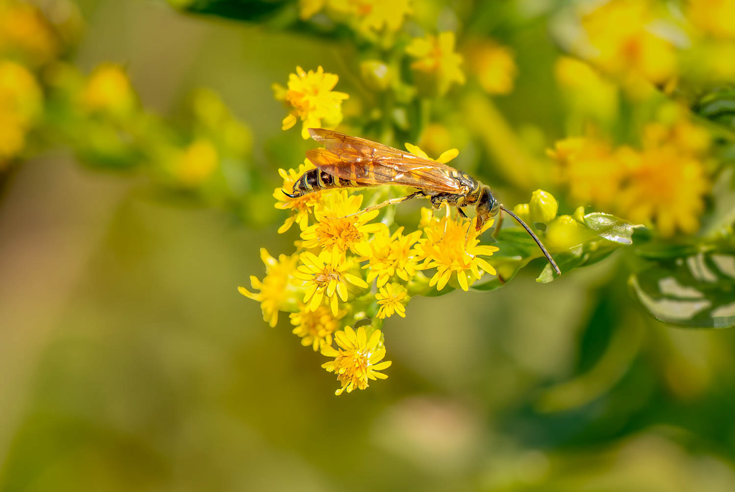 Five-banded Typhid Wasp